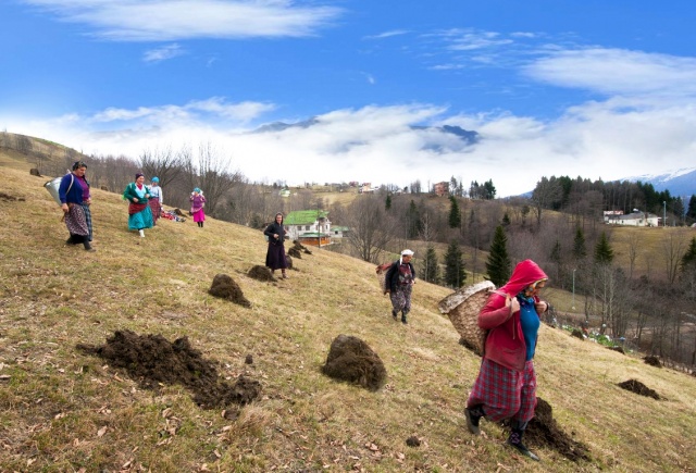 Karadeniz kadınları işe koyuldu 7