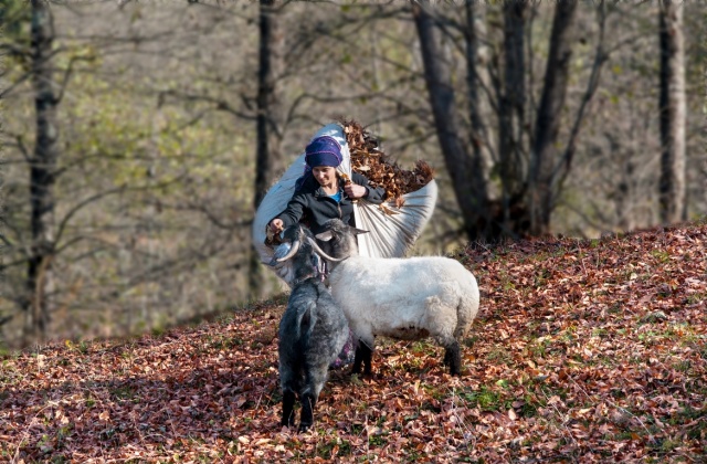 Karadeniz kadınları işe koyuldu 8