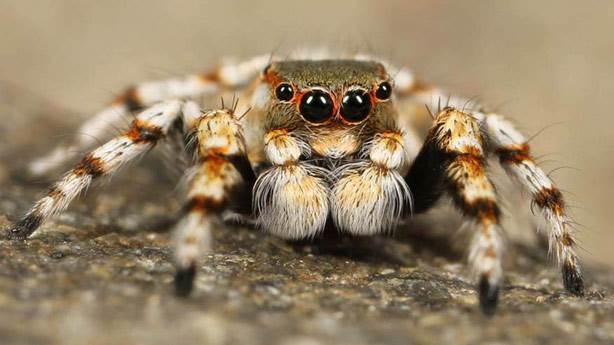 Muz örümceği insanlar için ne kadar ölümcül? 2