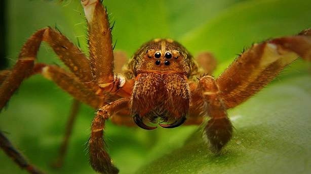 Muz örümceği insanlar için ne kadar ölümcül? 4