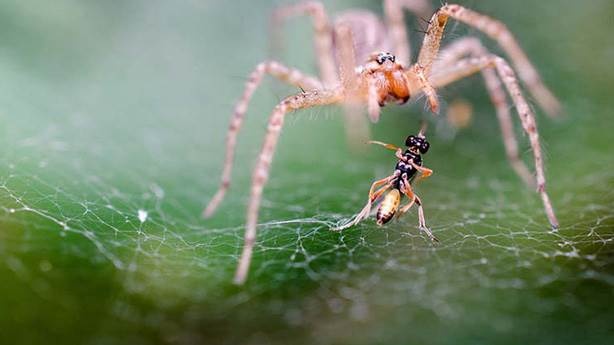 Muz örümceği insanlar için ne kadar ölümcül? 5