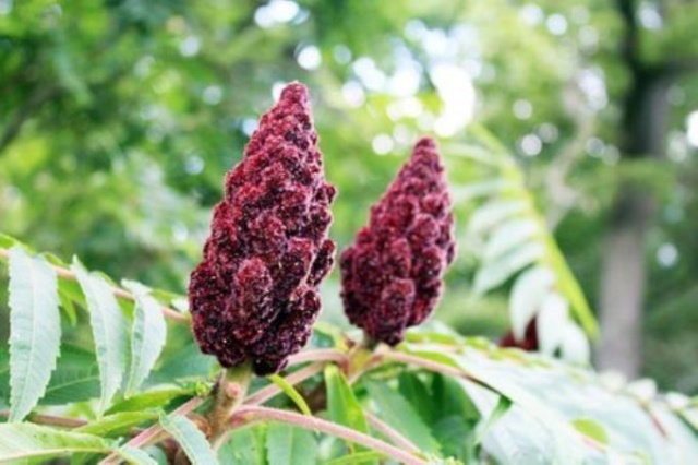 Sumak koronavirüsüne iyi gelir mi? 3