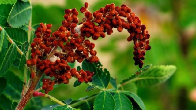 Sumak koronavirüsüne iyi gelir mi? 1