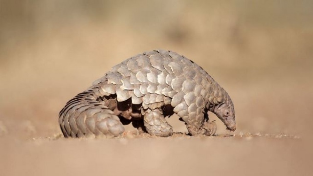 Koronavirüsün benzeri 'Pangolin'de kesin olarak bulundu! Uzmanlar uyardı 5