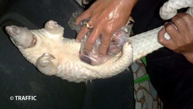 Koronavirüsün benzeri 'Pangolin'de kesin olarak bulundu! Uzmanlar uyardı 6