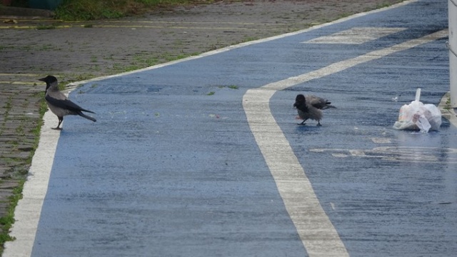 Trabzon'da sahil koyunlara kaldı 2