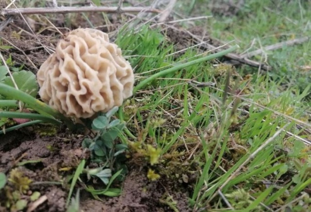 Bağışıklığı güçlendiriyor! Tezgahta yarım saatte tükeniyor 5