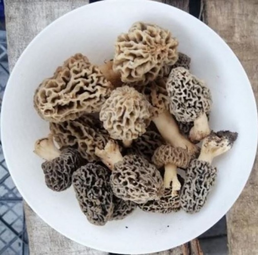 Bağışıklığı güçlendiriyor! Tezgahta yarım saatte tükeniyor 3