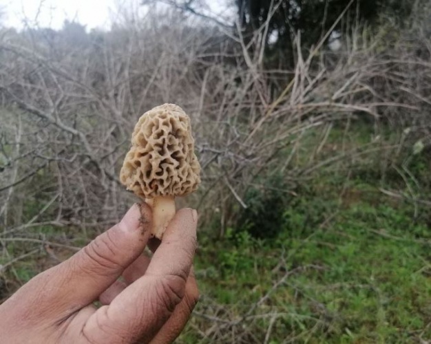 Bağışıklığı güçlendiriyor! Tezgahta yarım saatte tükeniyor 2