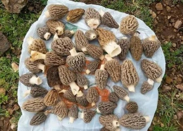 Bağışıklığı güçlendiriyor! Tezgahta yarım saatte tükeniyor 4