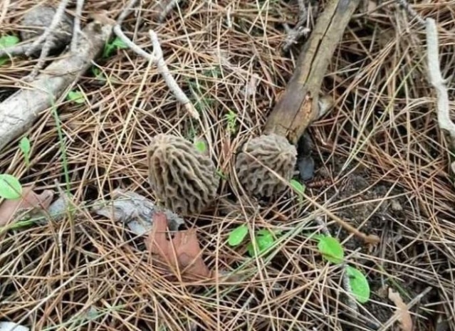 Bağışıklığı güçlendiriyor! Tezgahta yarım saatte tükeniyor 6
