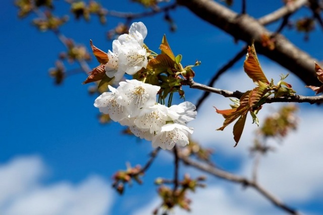 Yusufeli'nde çiçekler açtı, ağaçlar meyve verdi 1
