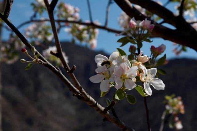 Yusufeli'nde çiçekler açtı, ağaçlar meyve verdi 9