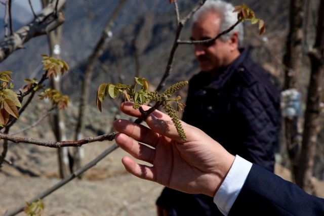 Yusufeli'nde çiçekler açtı, ağaçlar meyve verdi 8