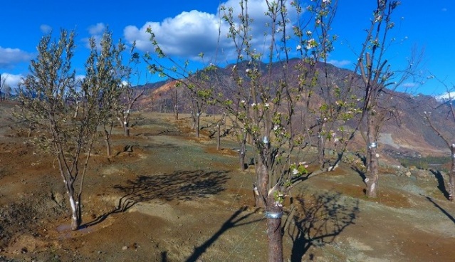 Yusufeli'nde çiçekler açtı, ağaçlar meyve verdi 6