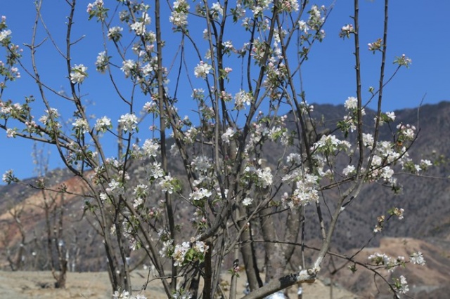 Yusufeli'nde çiçekler açtı, ağaçlar meyve verdi 5