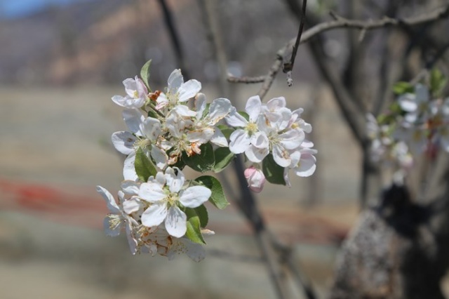 Yusufeli'nde çiçekler açtı, ağaçlar meyve verdi 3