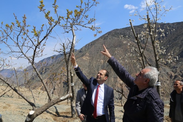 Yusufeli'nde çiçekler açtı, ağaçlar meyve verdi 7