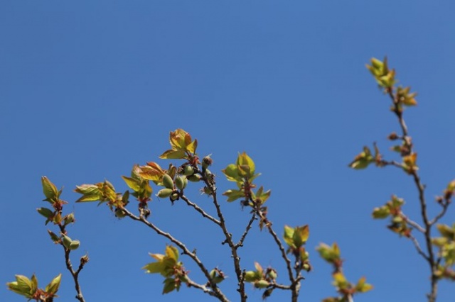 Yusufeli'nde çiçekler açtı, ağaçlar meyve verdi 2