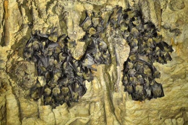 Şok İddia! koronavirüs ABD ve Çin'in ortak deneyinden yayıldı 11