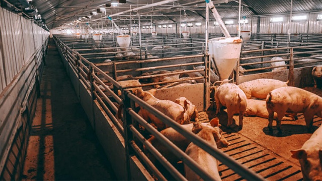 Şok İddia! koronavirüs ABD ve Çin'in ortak deneyinden yayıldı 16