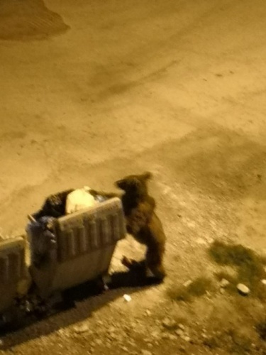 Şehre indiler, ortalığı birbirine kattılar 3