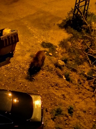 Şehre indiler, ortalığı birbirine kattılar 7