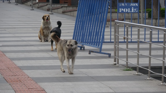 Trabzon'da cadde ve sokalar boş kaldı 16