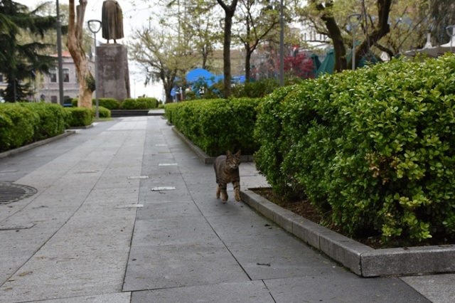 Sokağa çıkma kısıtlamasının ilk gününde Trabzon'da sokaklar boş kaldı 2