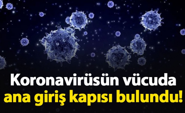 Koronavirüsün vücuda ana giriş kapısı bulundu 1