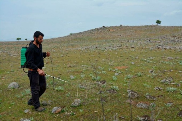 Uzmanlar önerdi: Çekirge istilasını bitirecekler! 3