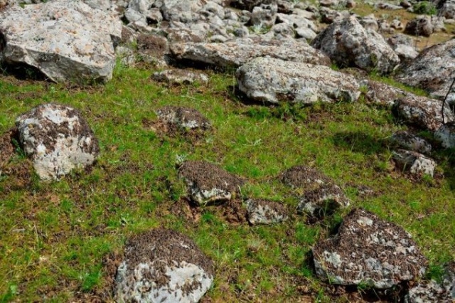 Uzmanlar önerdi: Çekirge istilasını bitirecekler! 5