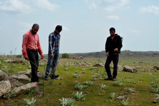 Uzmanlar önerdi: Çekirge istilasını bitirecekler! 9