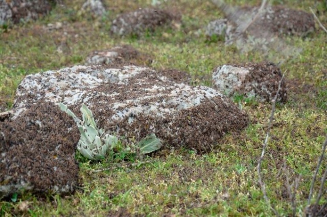 Uzmanlar önerdi: Çekirge istilasını bitirecekler! 4