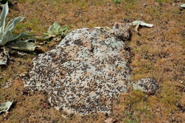 Uzmanlar önerdi: Çekirge istilasını bitirecekler! 8