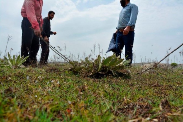 Uzmanlar önerdi: Çekirge istilasını bitirecekler! 2