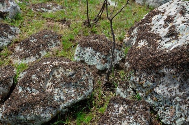 Uzmanlar önerdi: Çekirge istilasını bitirecekler! 7