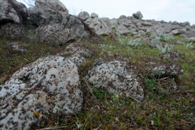 Uzmanlar önerdi: Çekirge istilasını bitirecekler! 11