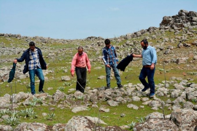 Uzmanlar önerdi: Çekirge istilasını bitirecekler! 10