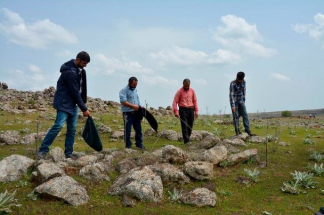 Uzmanlar önerdi: Çekirge istilasını bitirecekler! 6