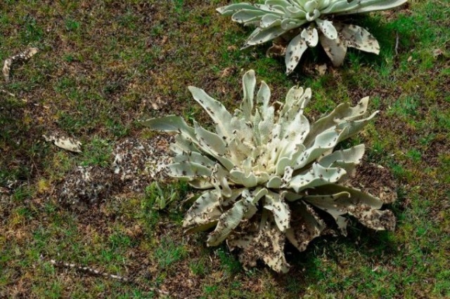 Uzmanlar önerdi: Çekirge istilasını bitirecekler! 13