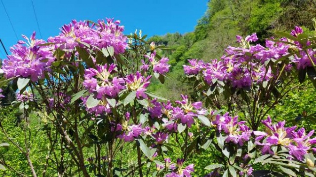 Rize'de doğa görsel şölen sunuyor. Foto Haber. 7