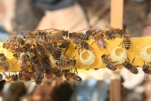 Kilosu 16 bin TL olan arı sütüne koronavirüs ilgisi 4