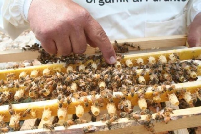 Kilosu 16 bin TL olan arı sütüne koronavirüs ilgisi 3