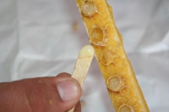 Kilosu 16 bin TL olan arı sütüne koronavirüs ilgisi 5