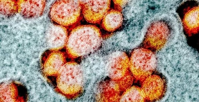 Koronavirüs nasıl ortaya çıktı? DSÖ noktayı koydu. 12