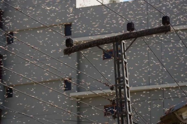 Ülkeyi çekirgeler istila etti 3