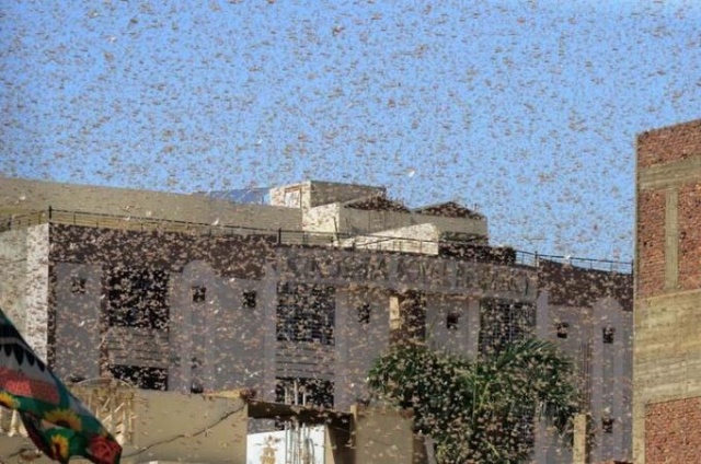 Ülkeyi çekirgeler istila etti 2