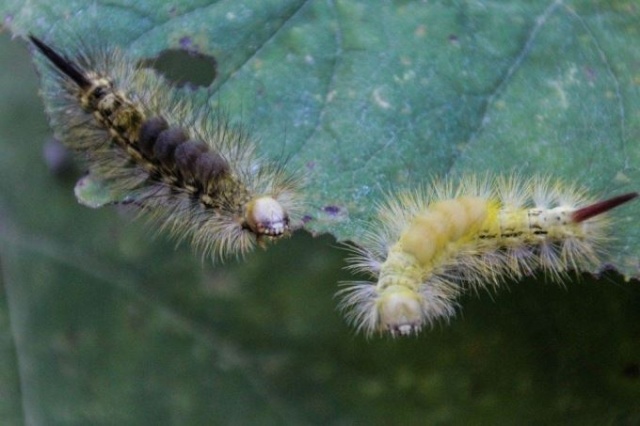 Tırtıl istilasına uğrayan ormanlar yeniden yeşerdi. 5