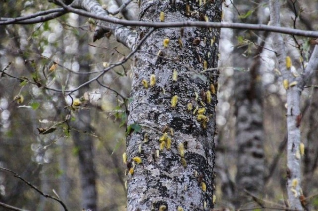 Tırtıl istilasına uğrayan ormanlar yeniden yeşerdi. 6